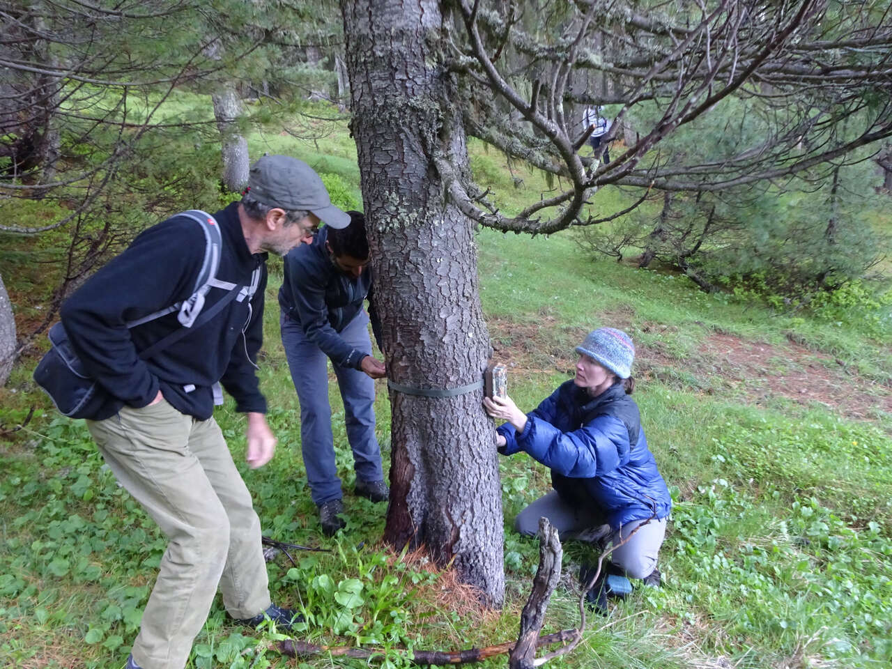 Personnes et arbres posant un piege photo