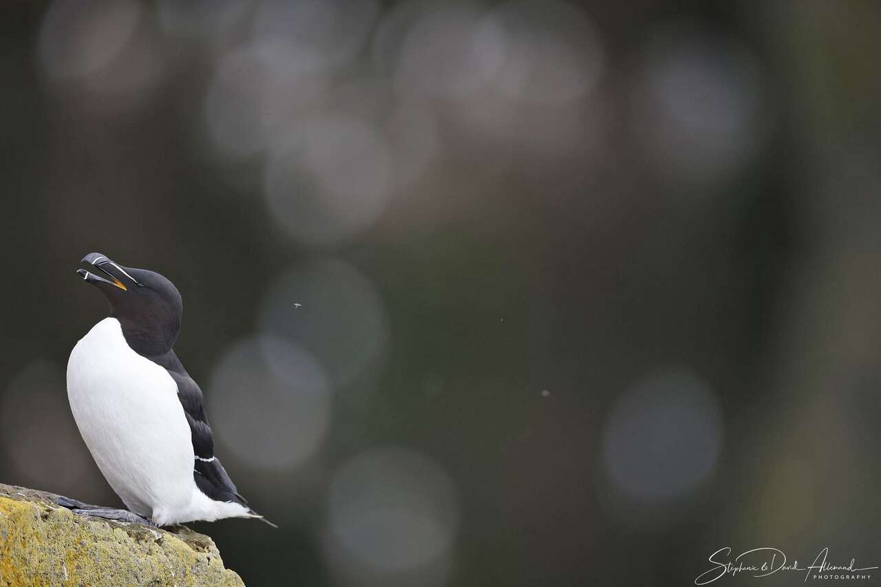 Petit Pingouin