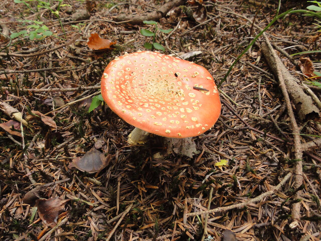 Photo d'un champignon en pleine terre