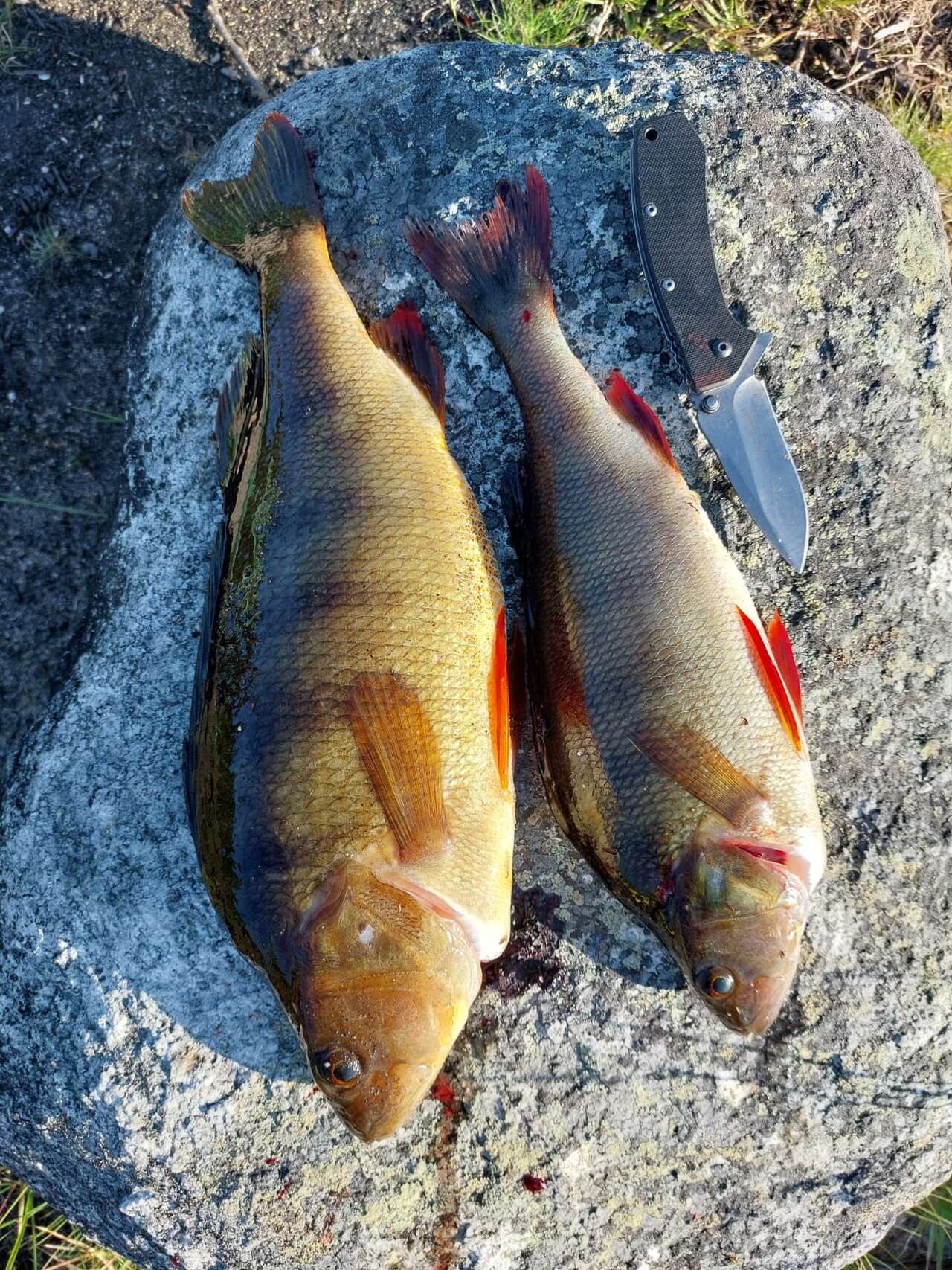 poissons