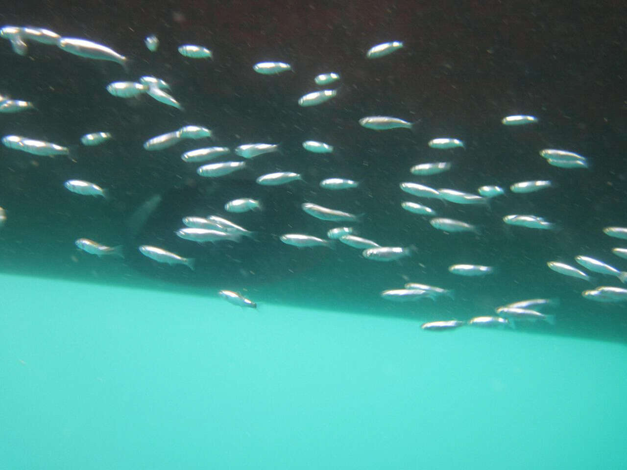 Poissons sous la coque du navire