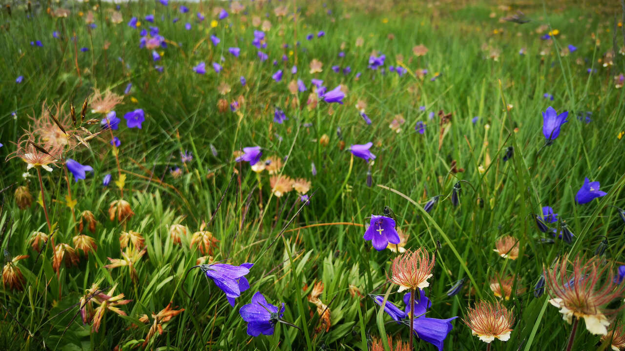 Prairie de campanules