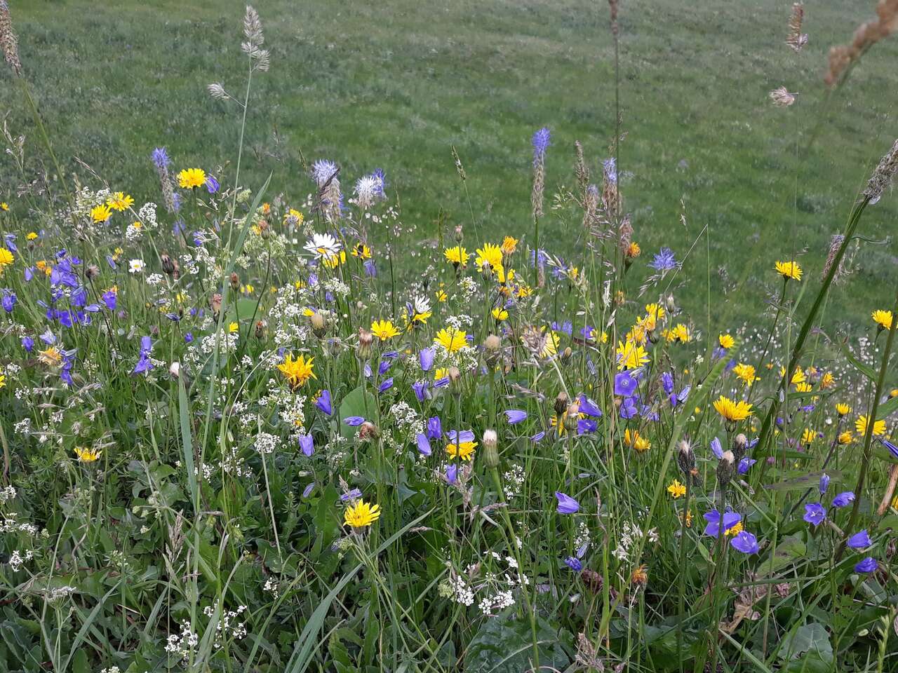 Prairie fleurie