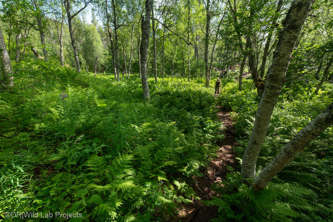 Randonnée dans une forêt Norvégienne