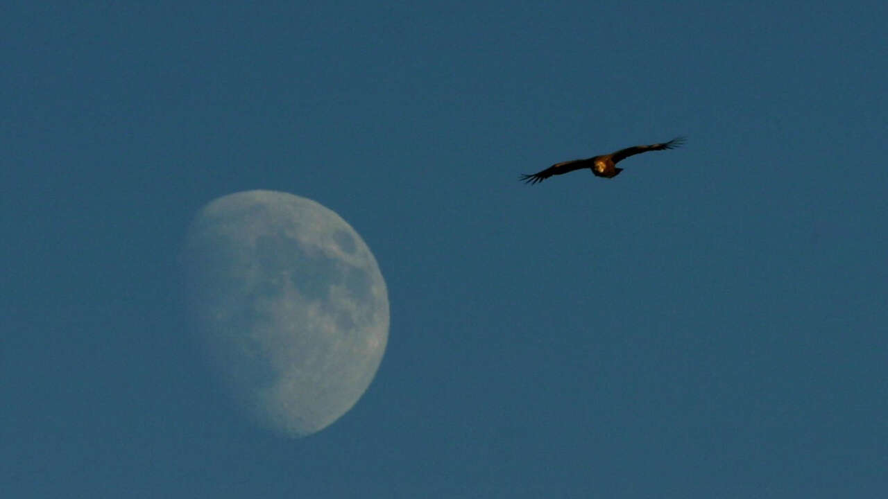 Rapace devant la lune