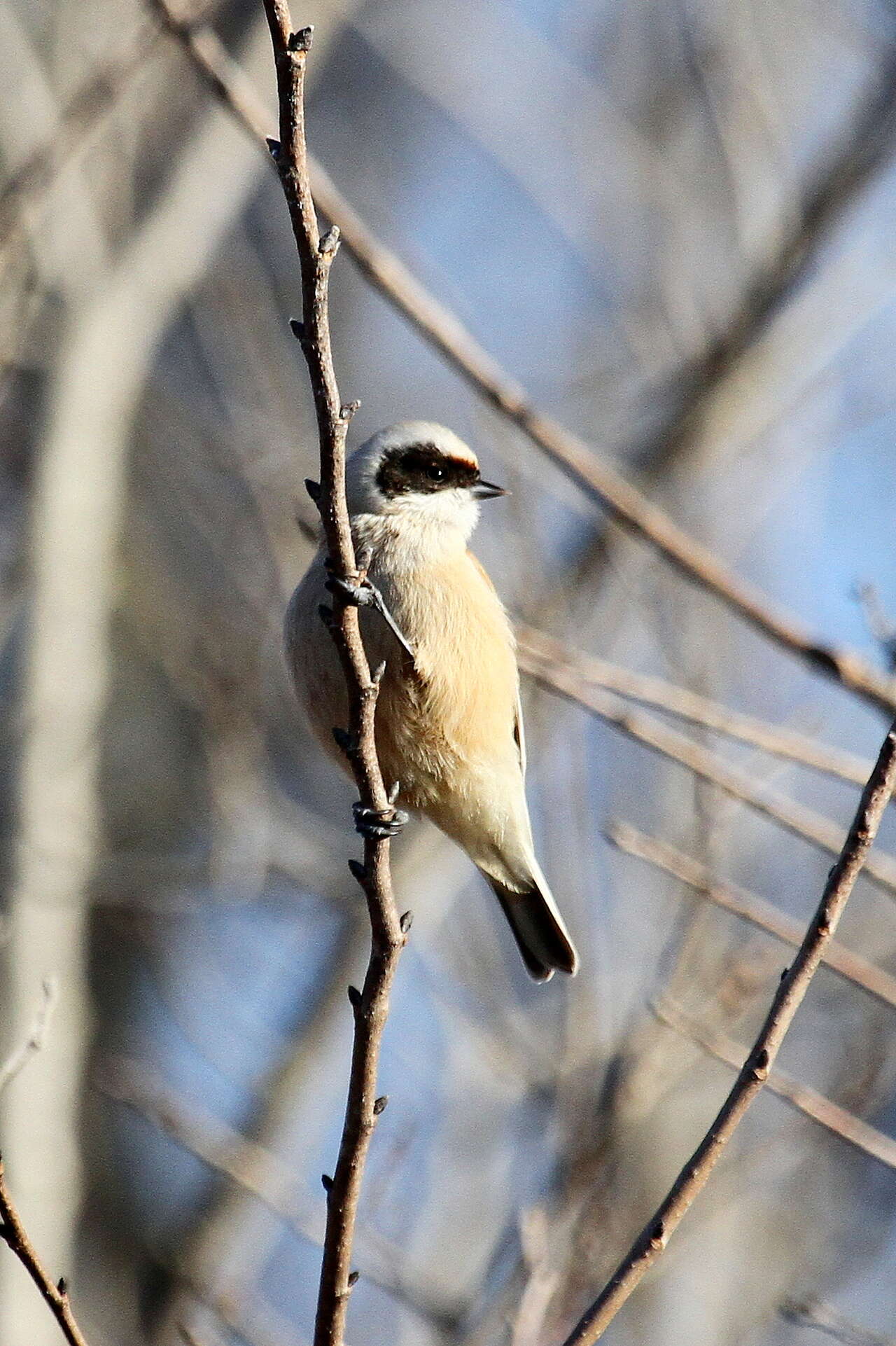 Rémiz penduline