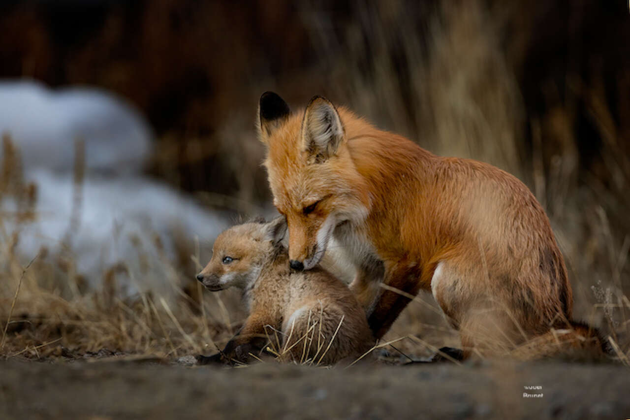 Renard et renardaux dans le yukon