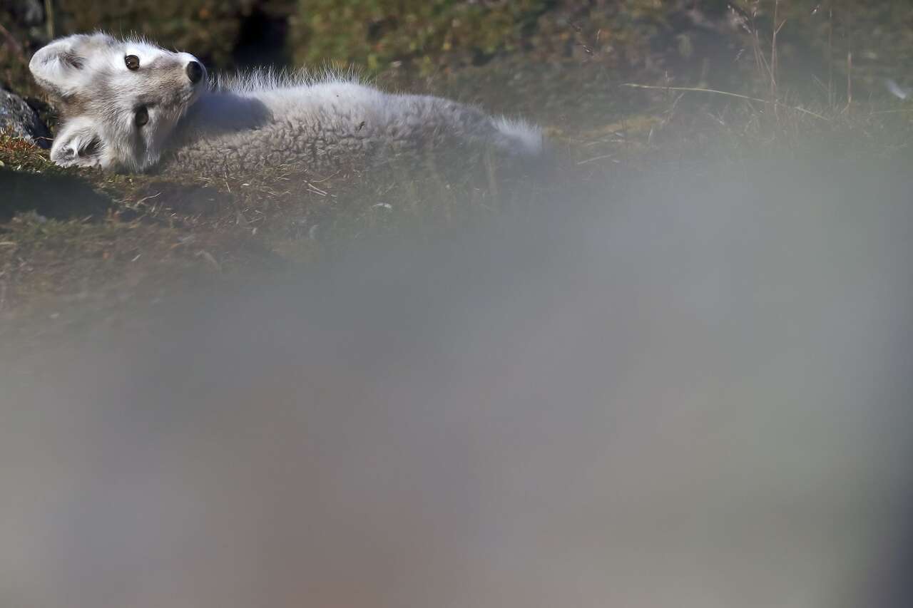 Renard polaire dans l'herbe au Spitzberg