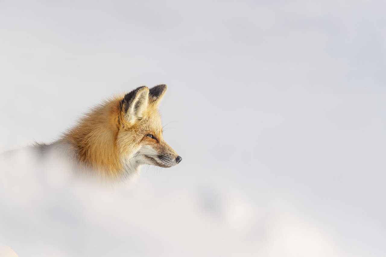 renard roux dans la neige