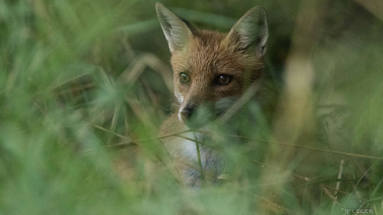 Renard roux dans l'herbe