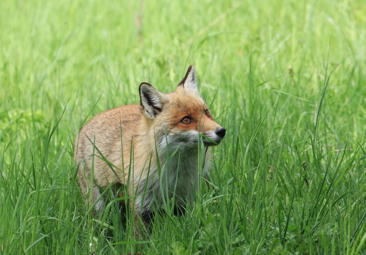 Renard roux dans l'herbe