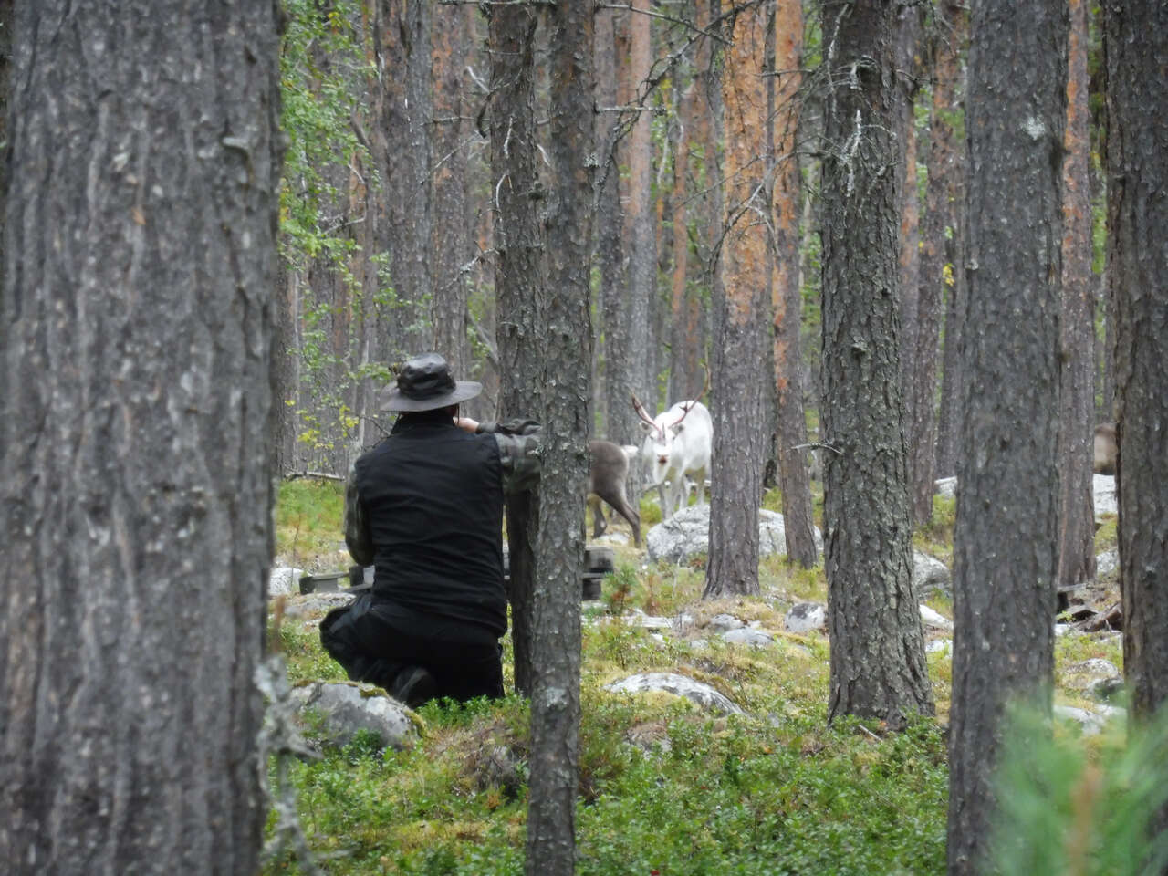 Renne et photographe au milieu d'arbres