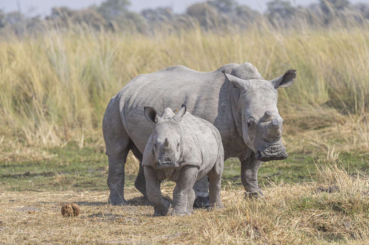 Rhinocéros