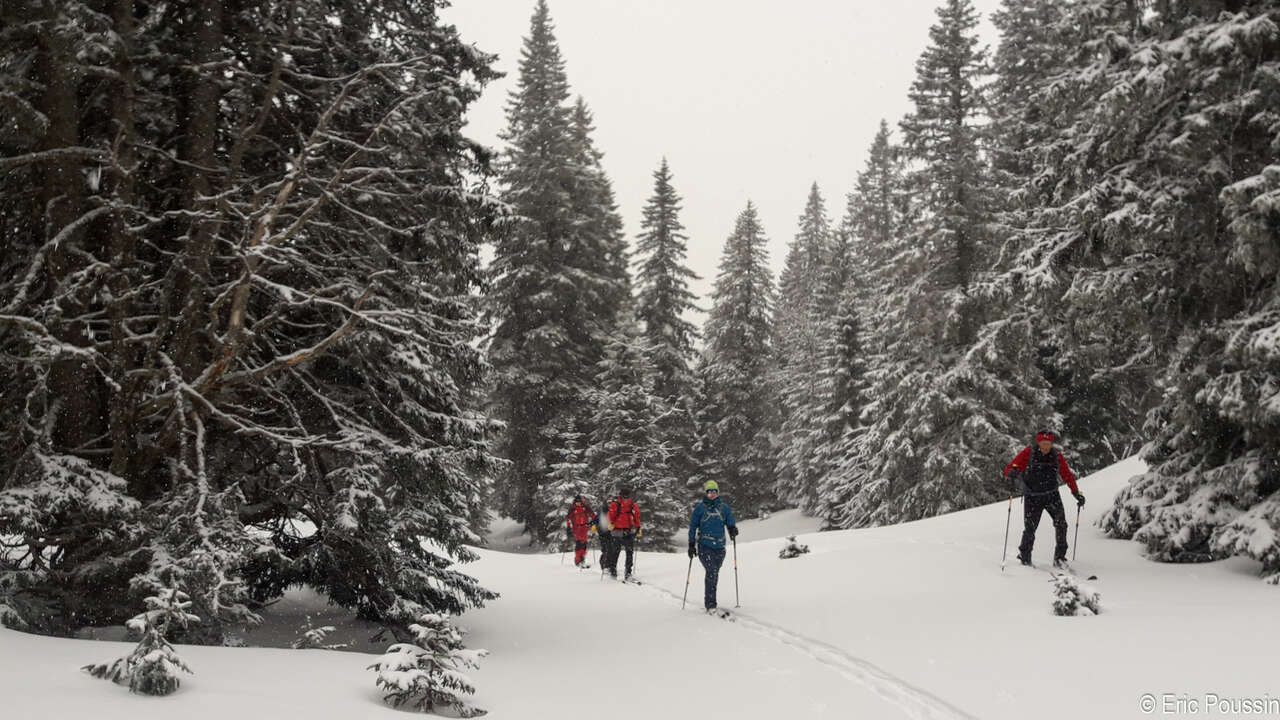 Skieurs et pulka dans la forêt