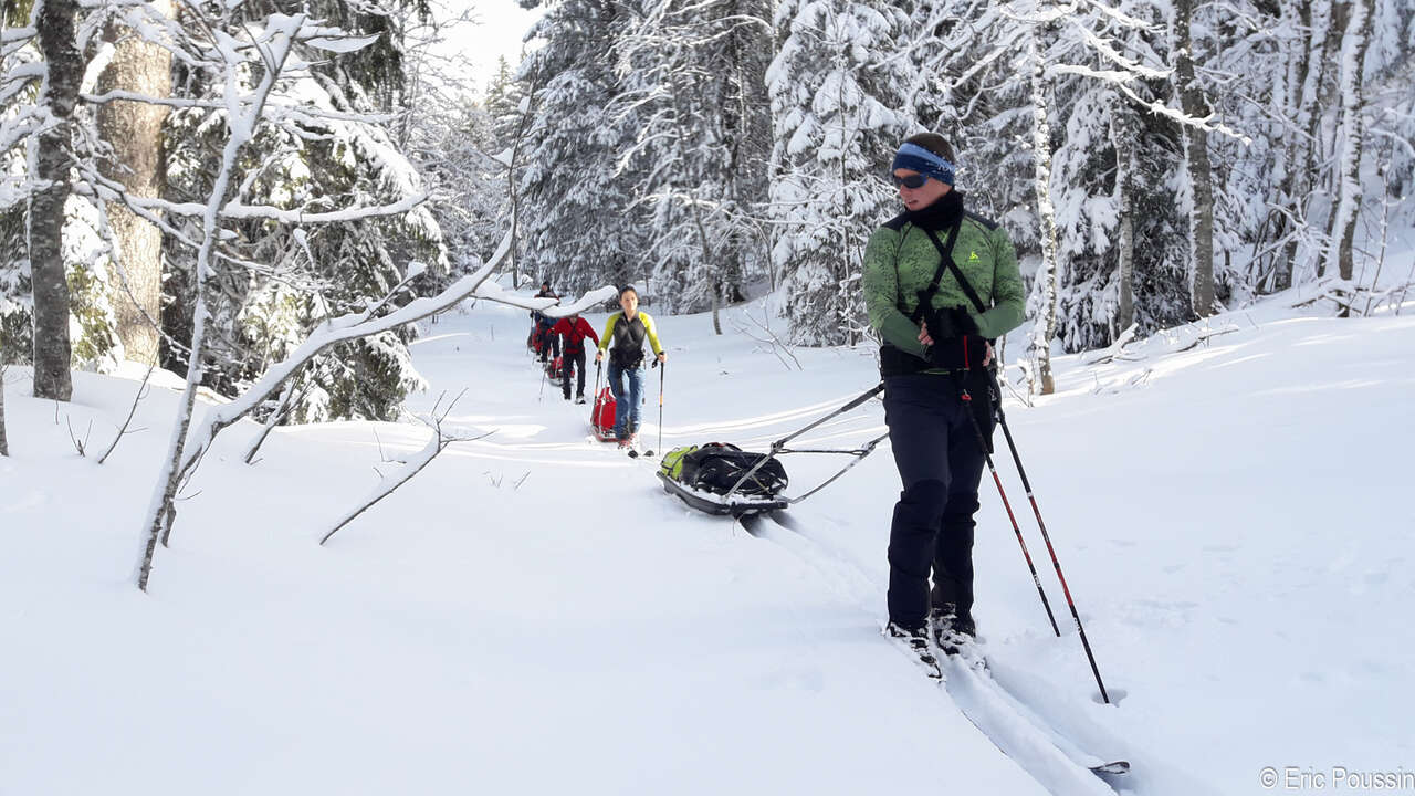 Skieurs et pulka dans la forêt