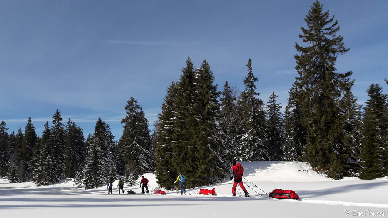 Skieurs et pulka dans la forêt