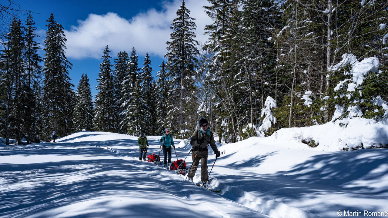 Skieurs et pulka dans la forêt