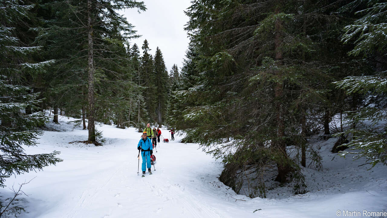 Skieurs et pulka dans la forêt