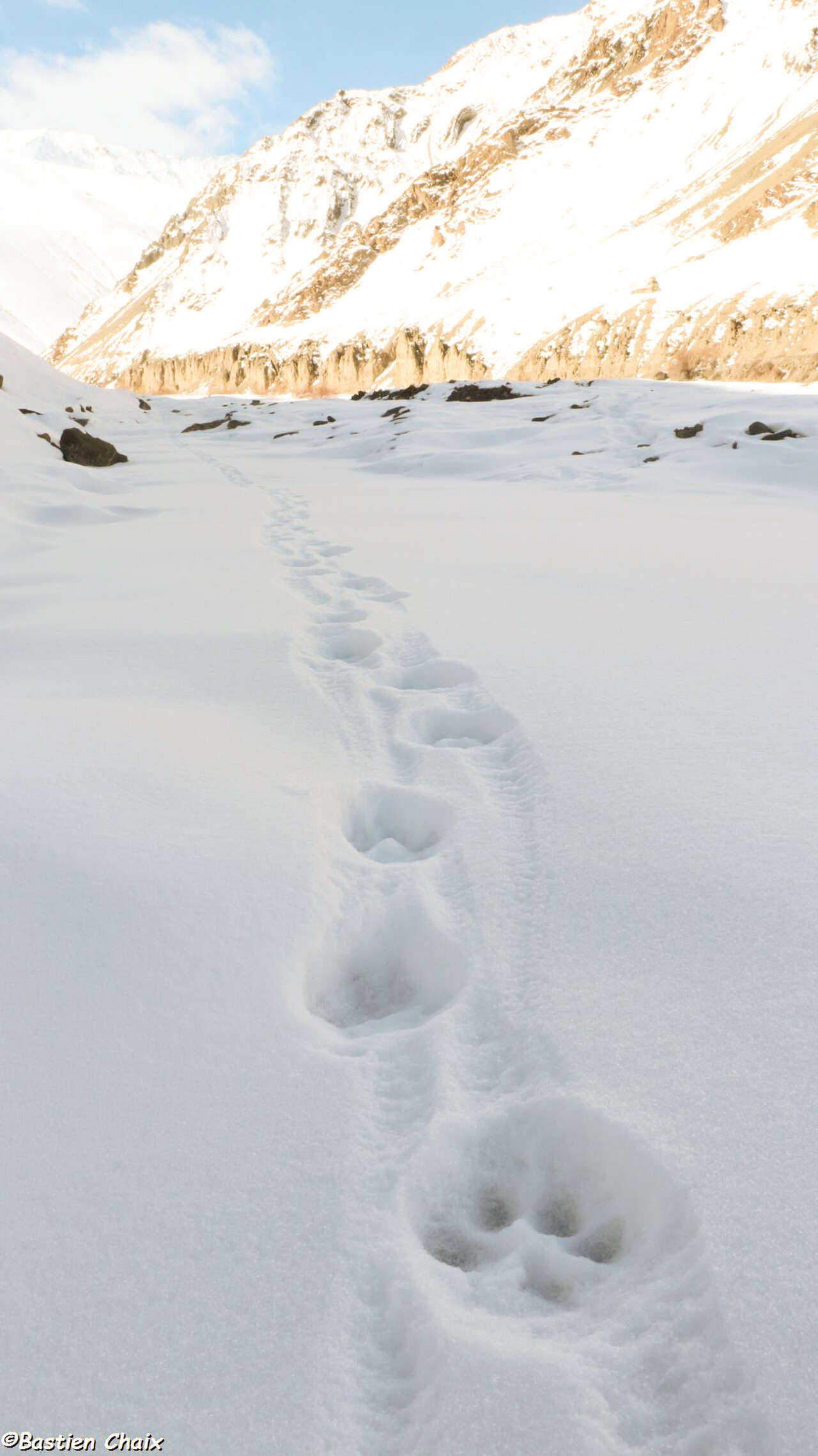 Traces de panthère des neiges dans la neige