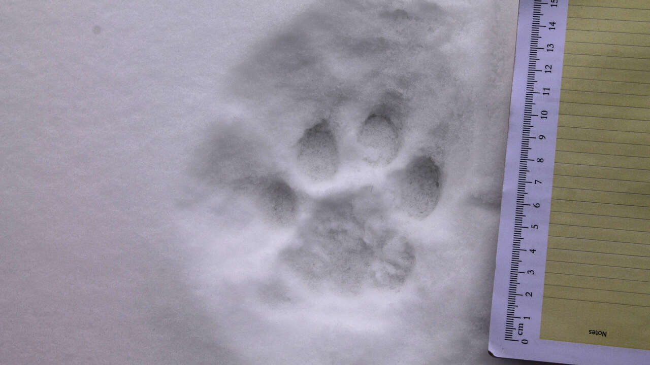 Traces de panthère des neiges dans la neige