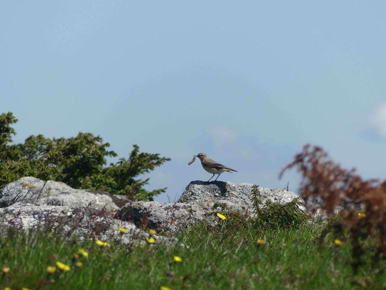 Traquet sur un rocher