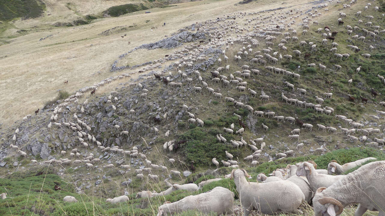 Troupeau de brebis en paturage