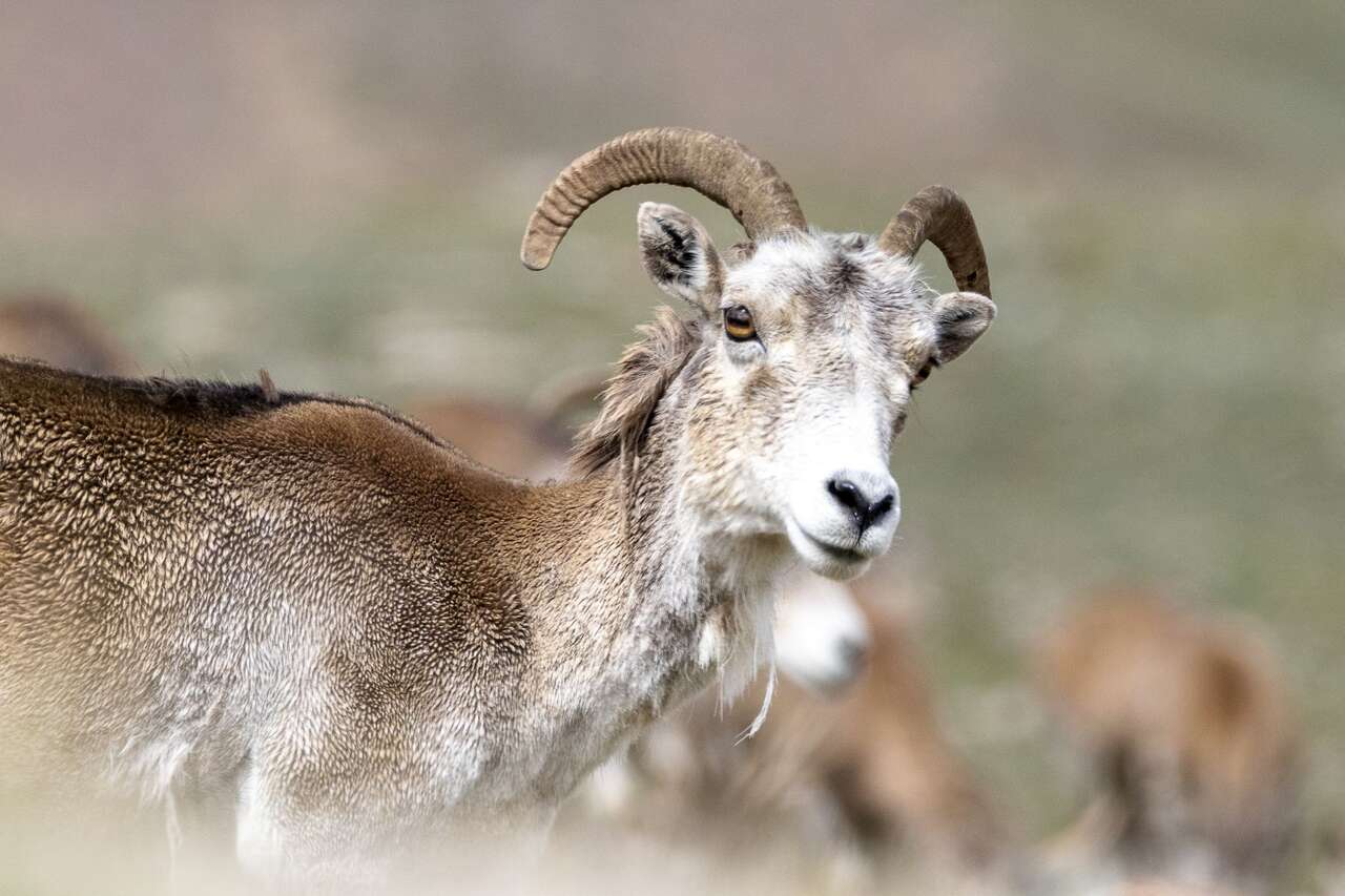 Urial