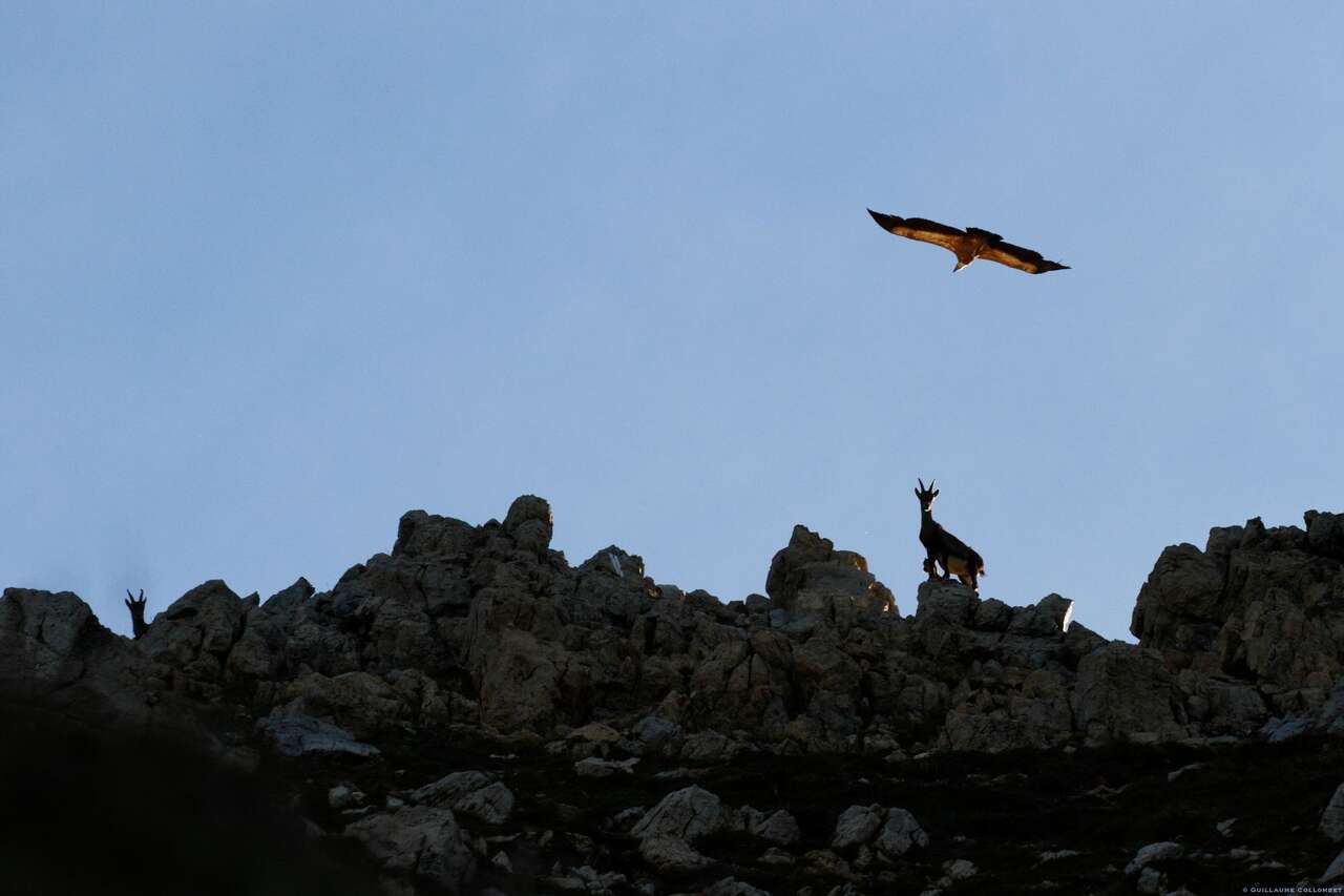 Vautour et bouquetin