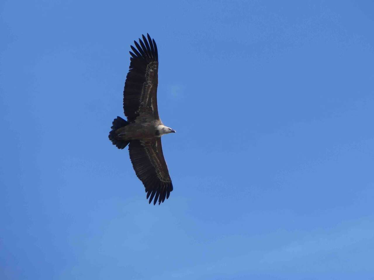 Vautour fauve