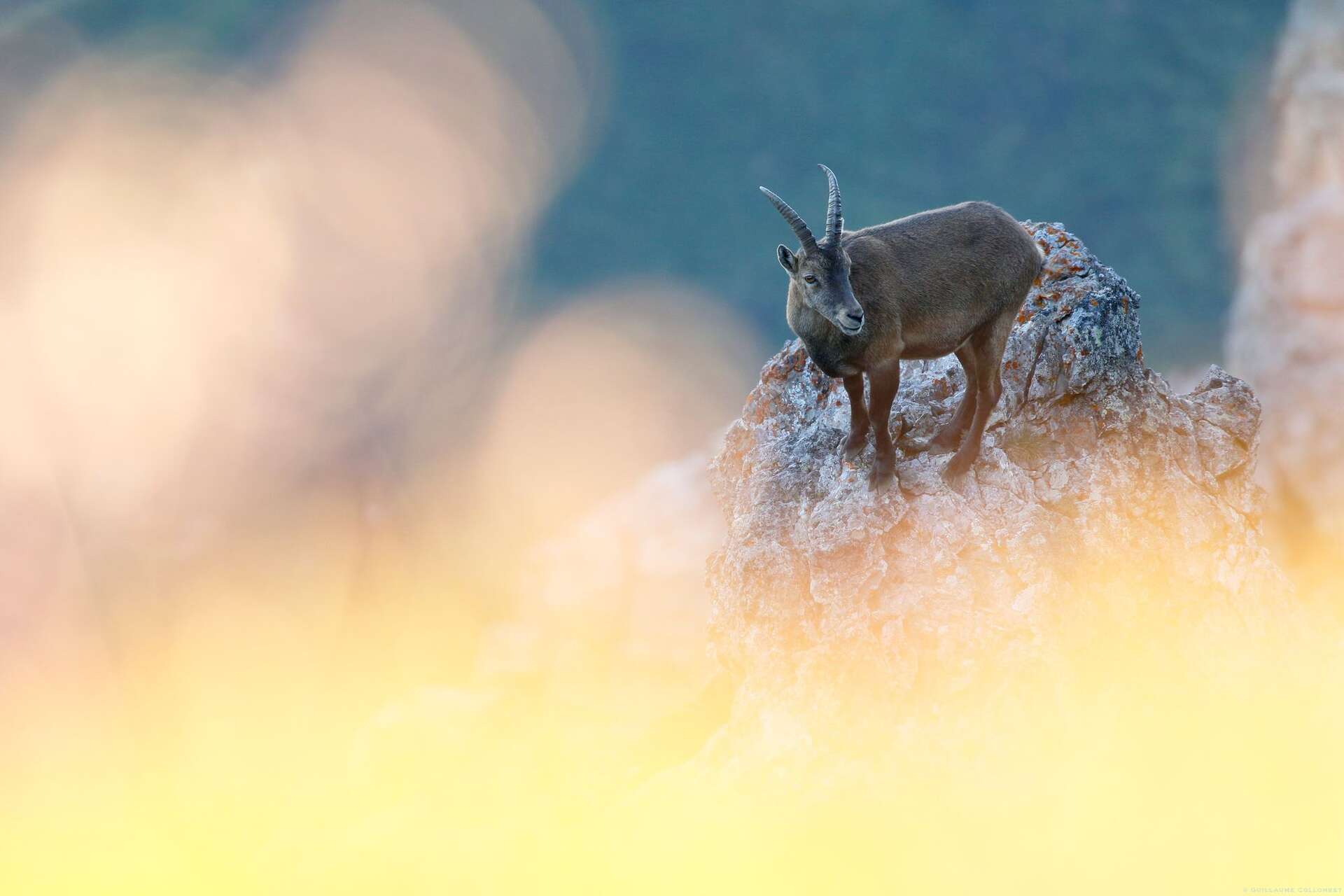 Bouquetin en montagne