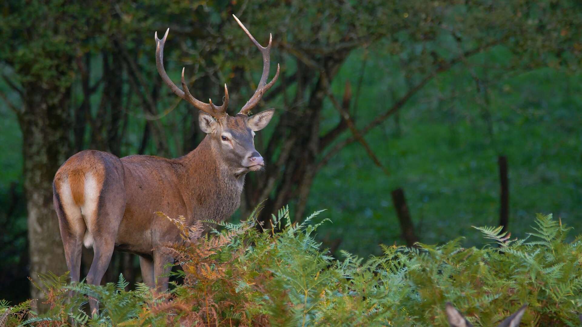 Cerf lors du brame