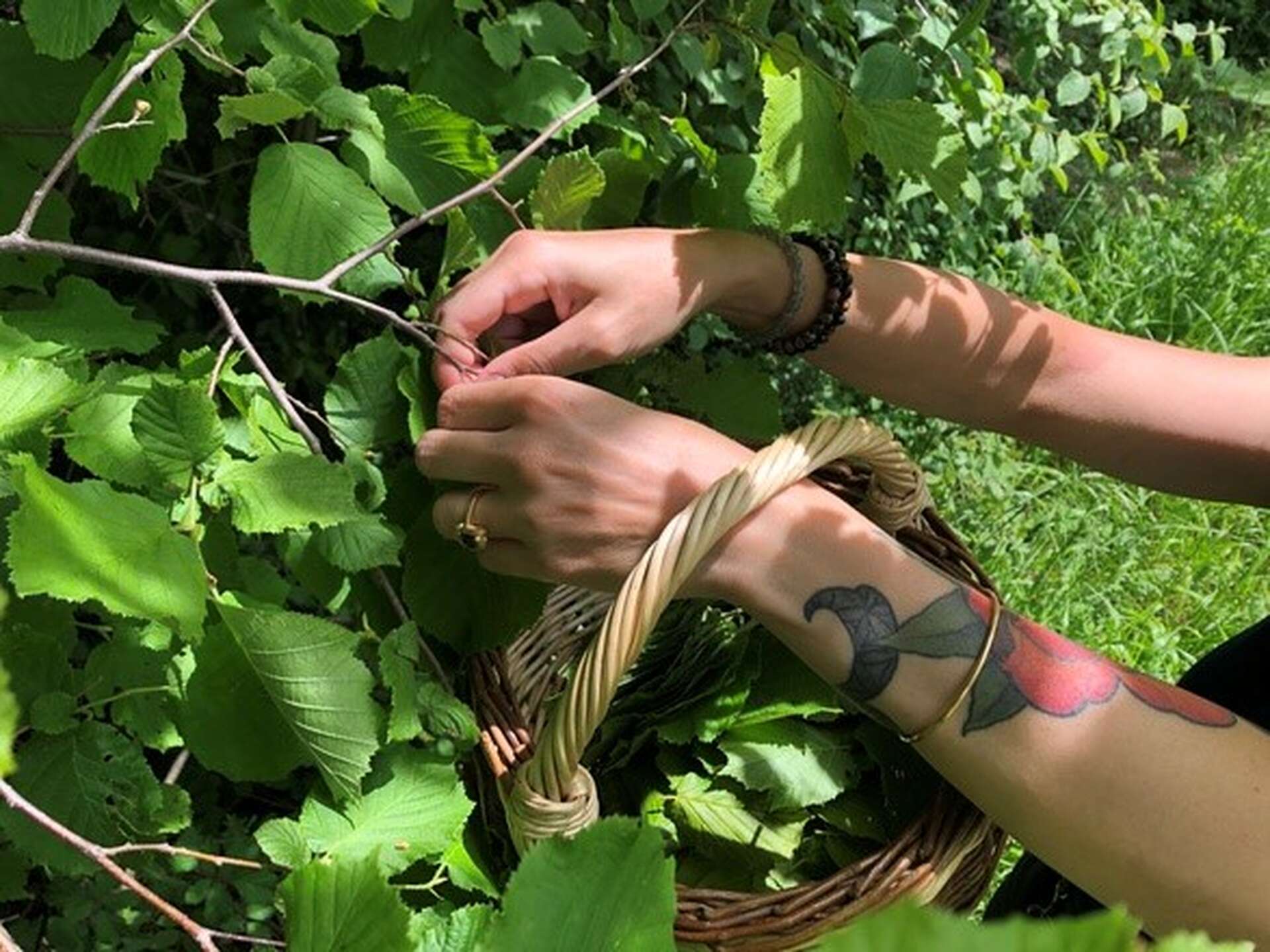 Ceuillette de plantes sauvages