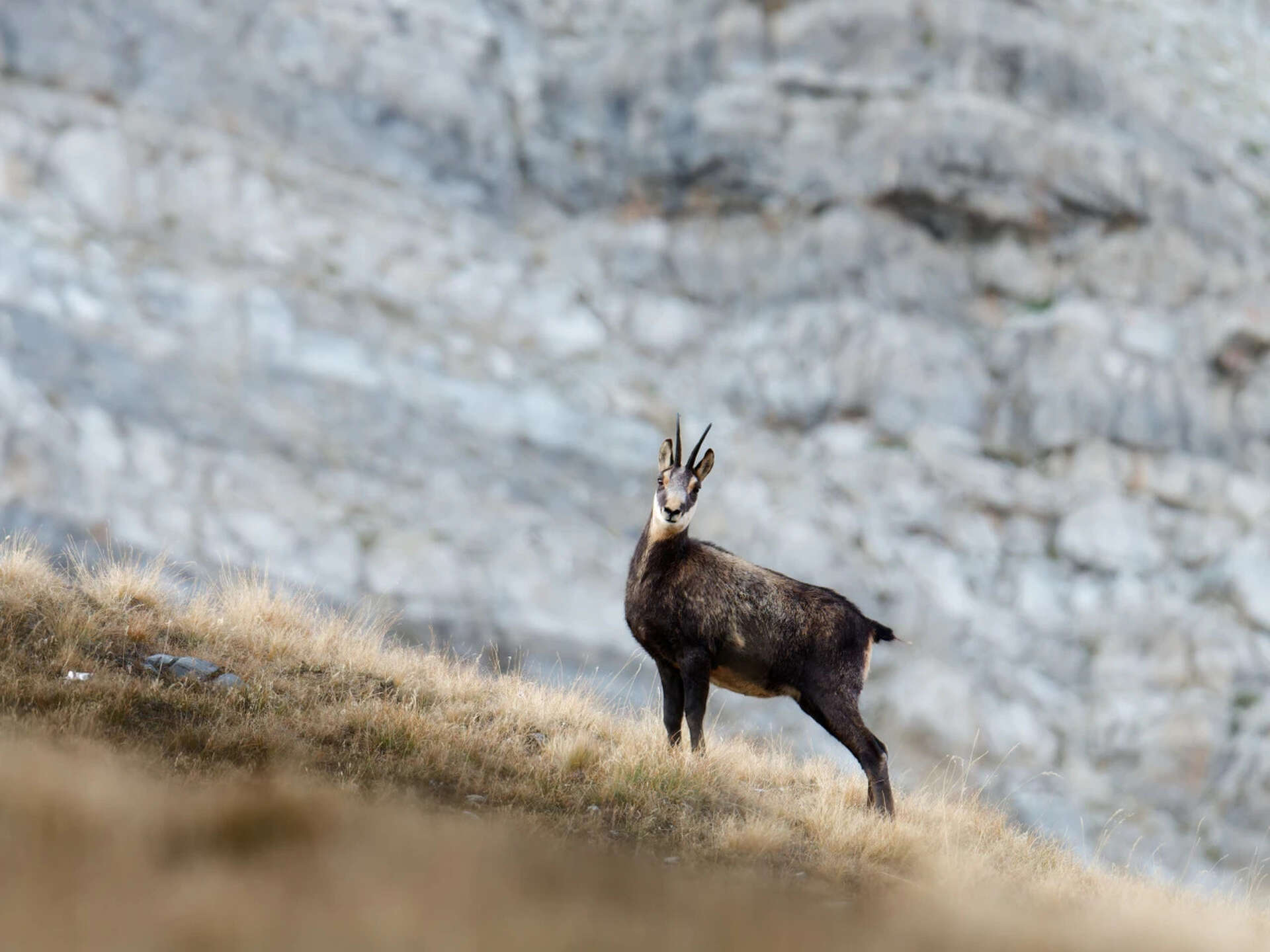 Chamois sur fond de montagne