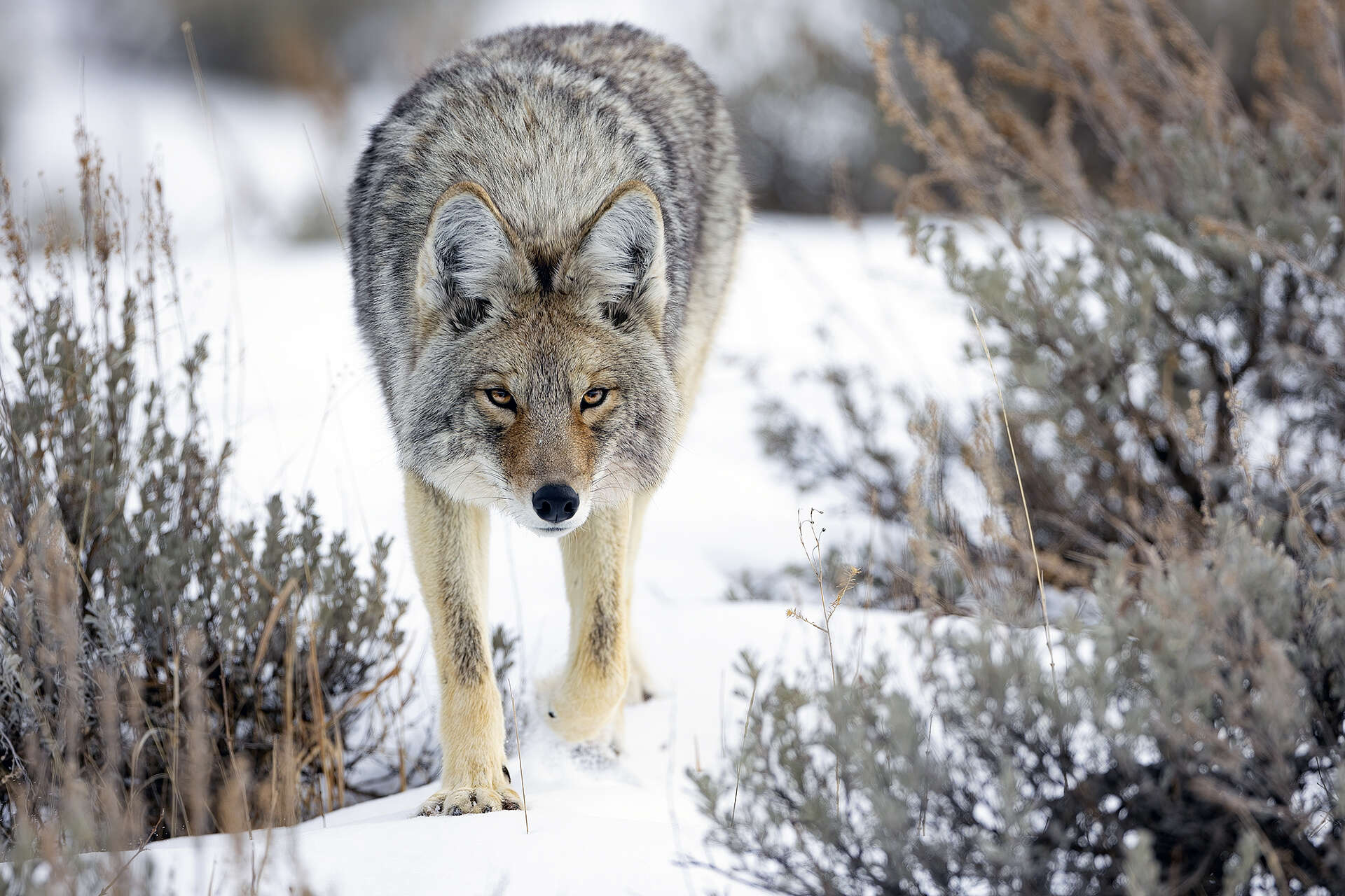 Coyote à  Yellowstone