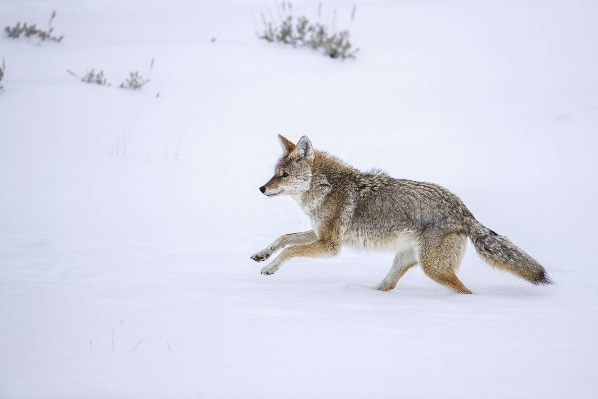 Coyote dans la neige