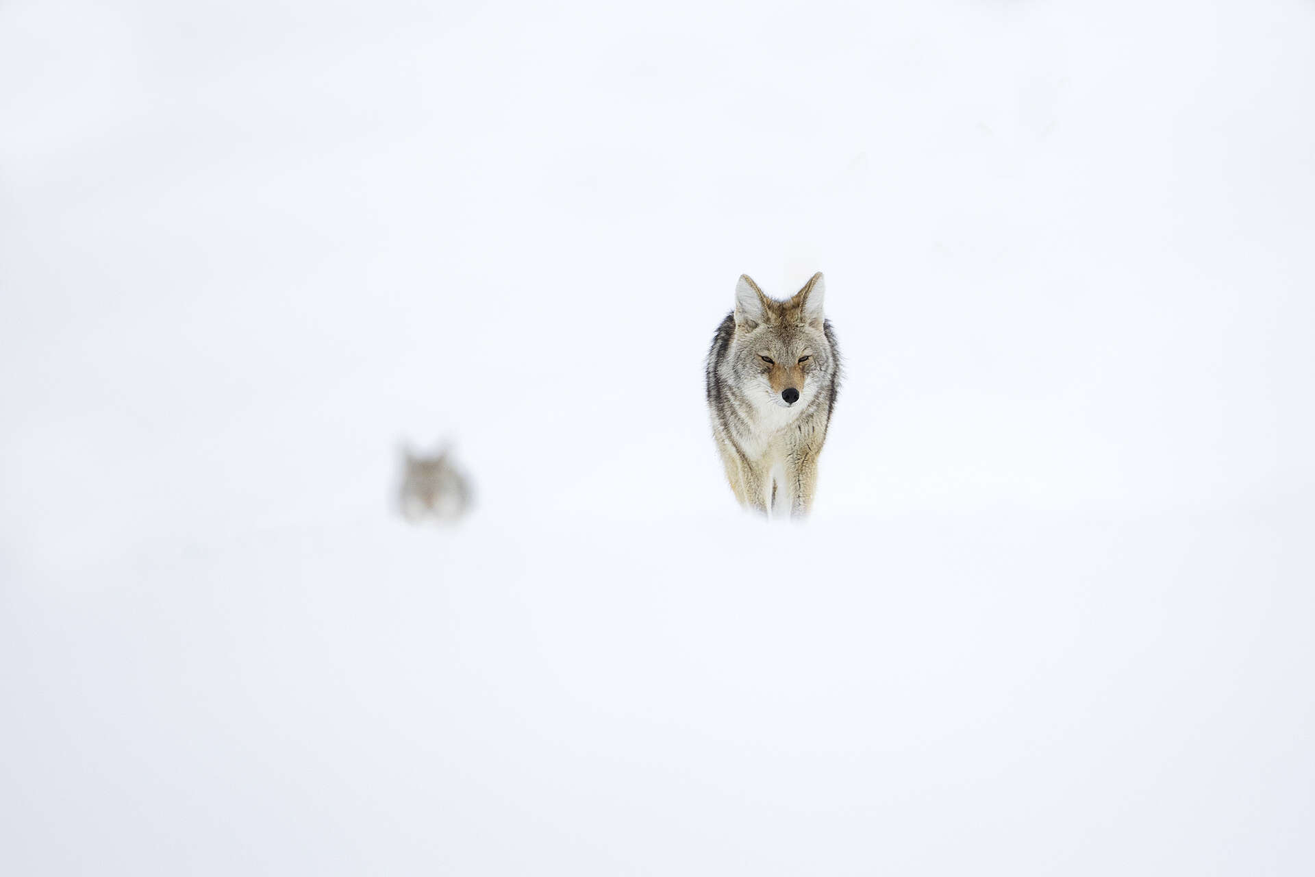 Coyote Yellowstone