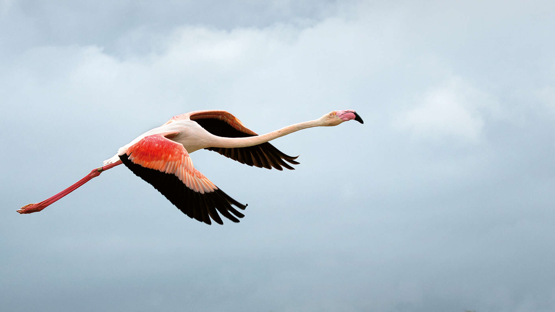 Flamant rose en vol