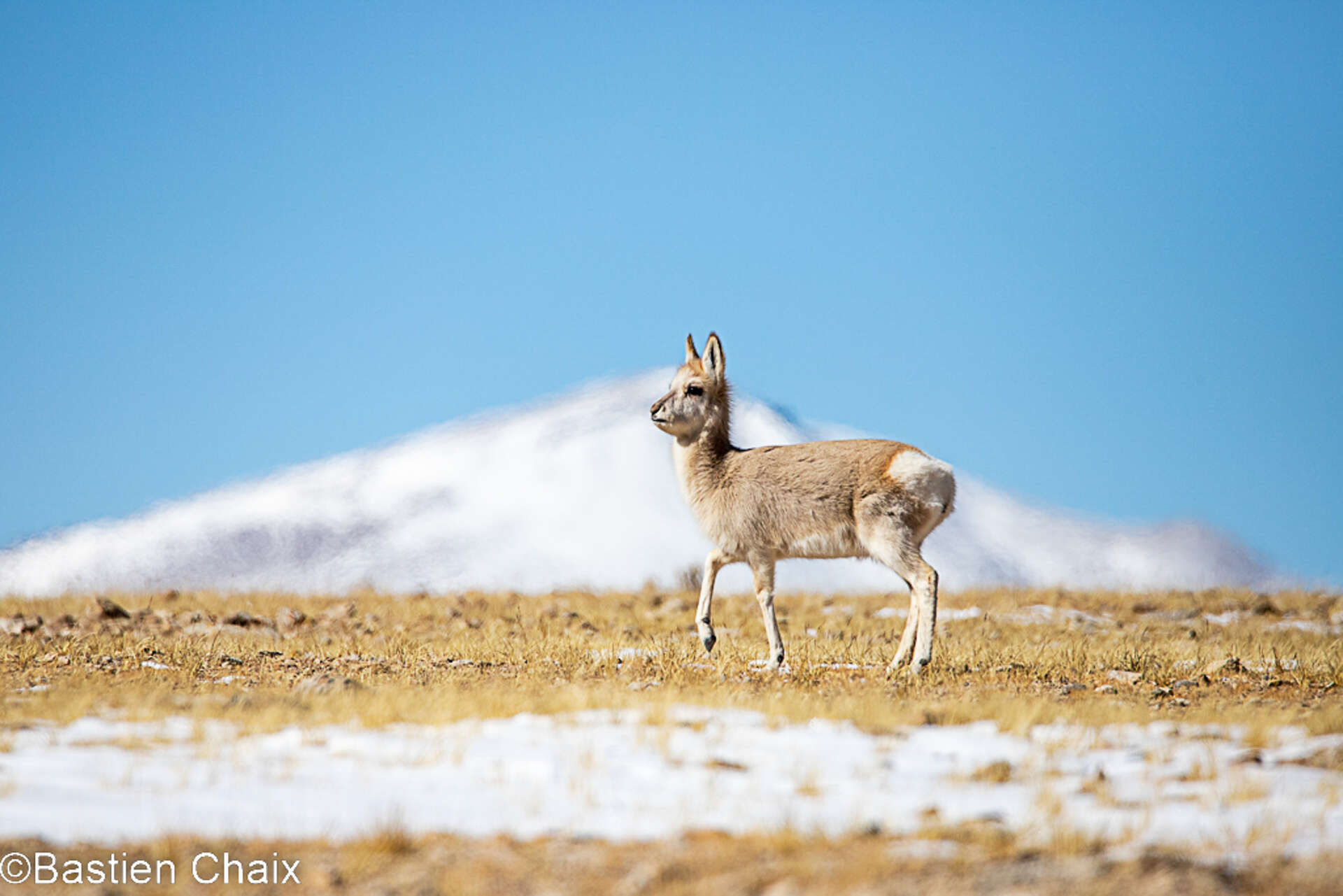 Gazelle du tibet