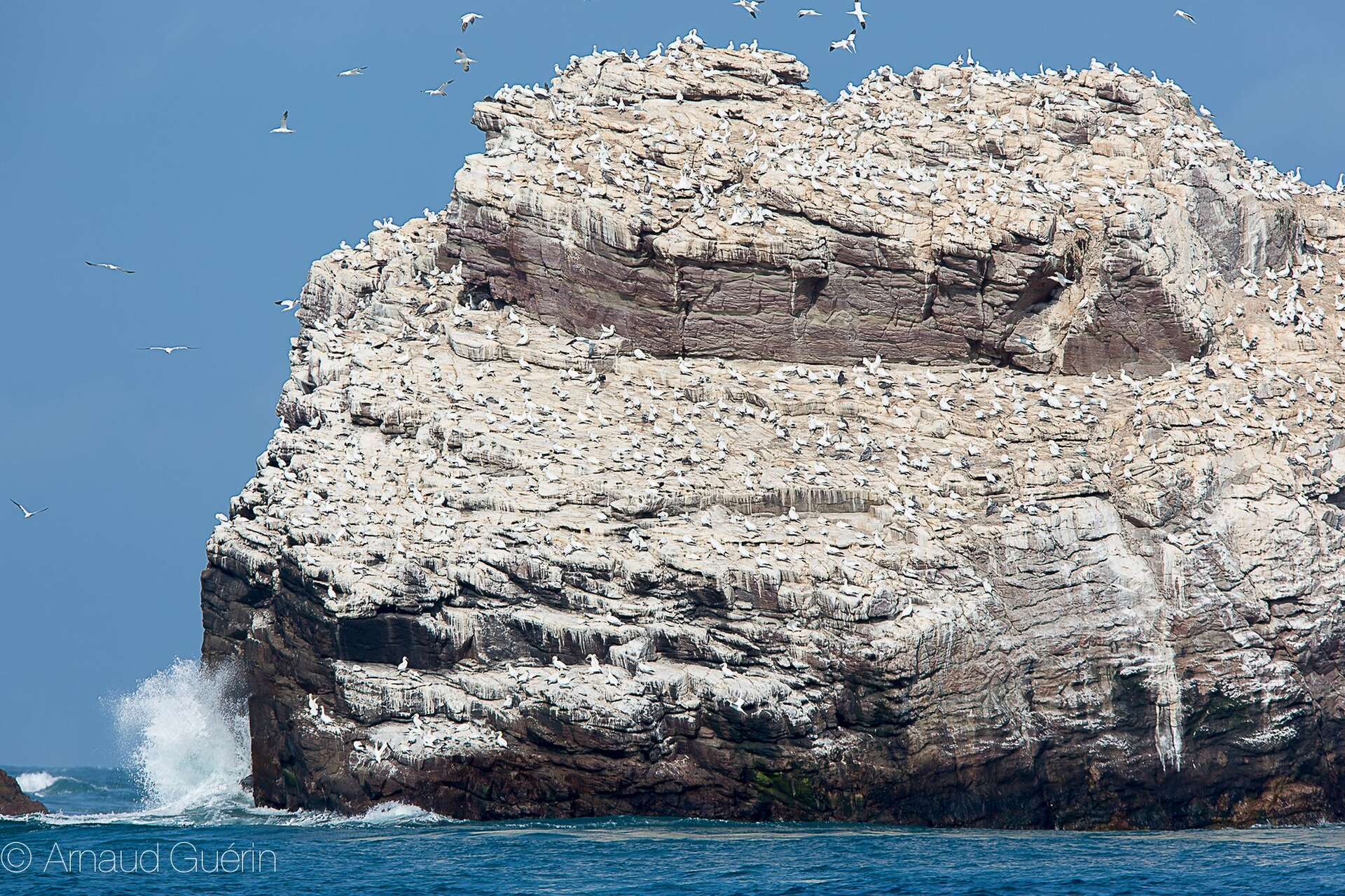 Ile et fous de bassans