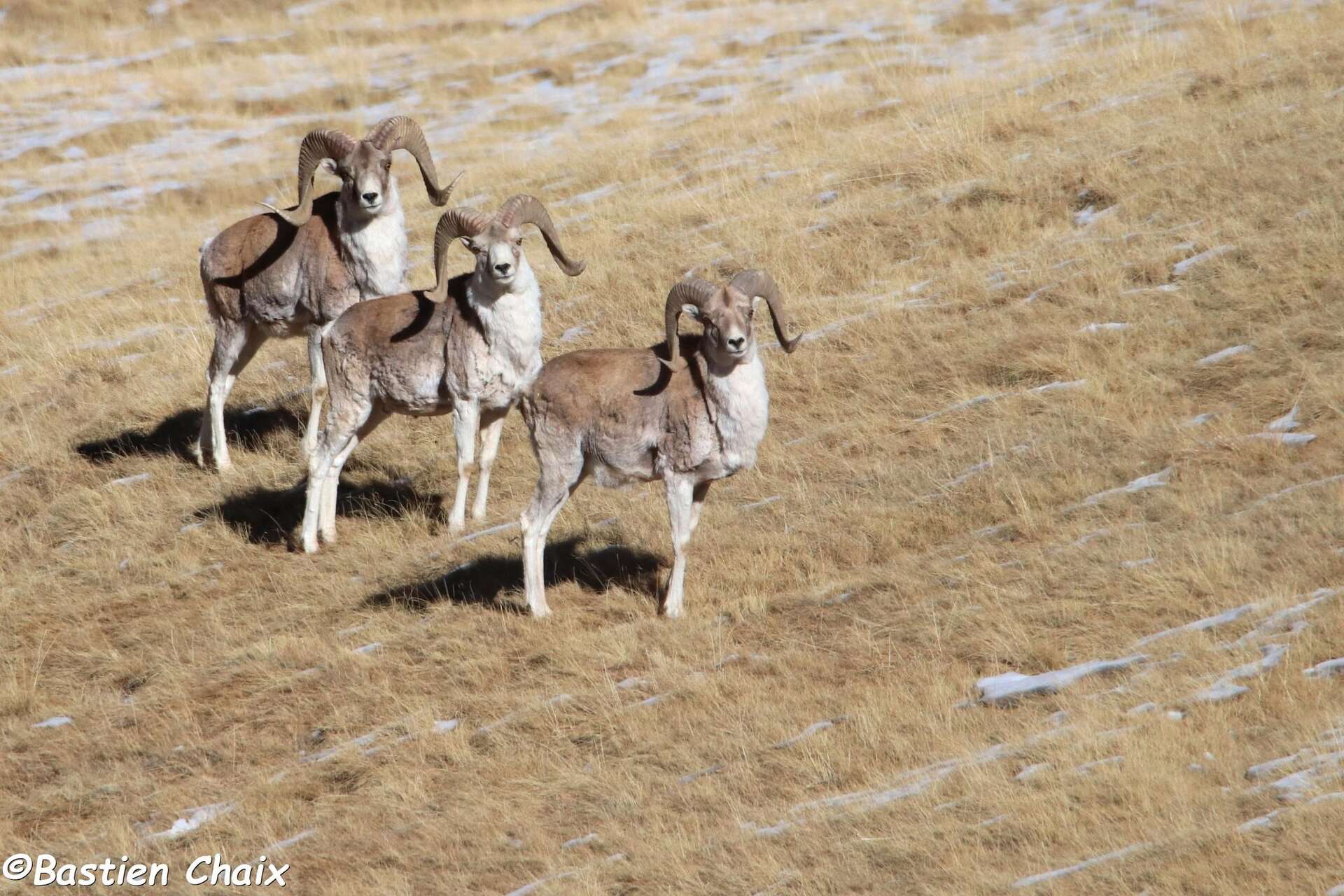 Mouflon Urial