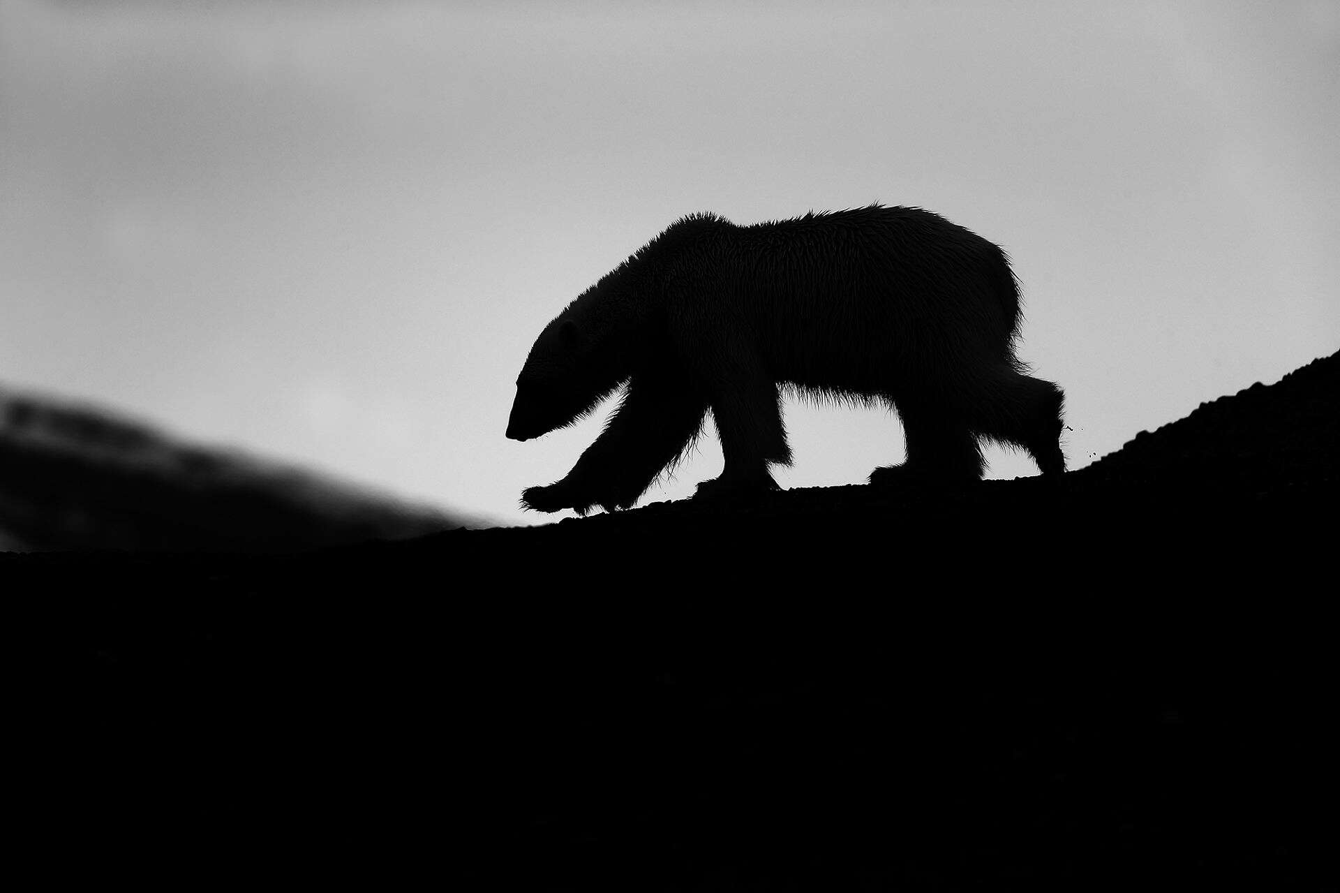 Ours blanc en silhouette au Spitzberg