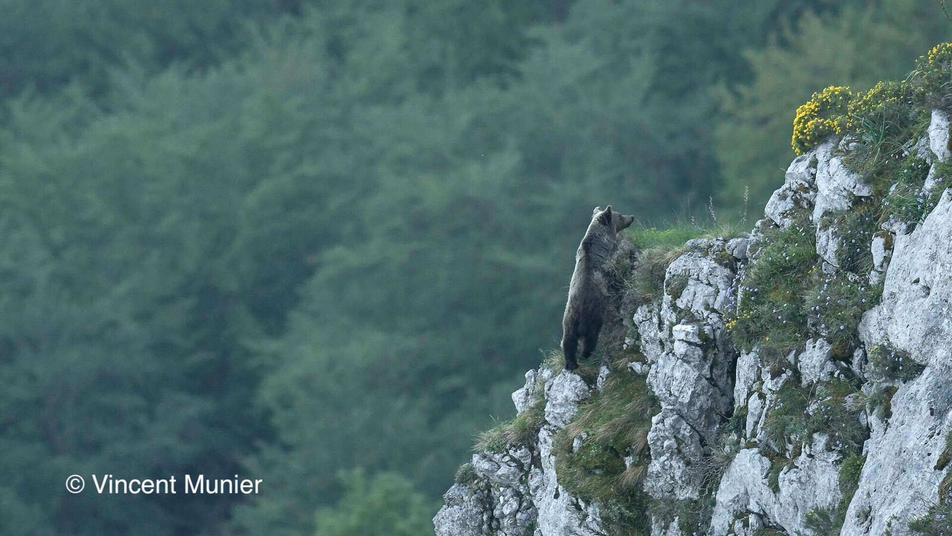 Ours grimpe une montagne