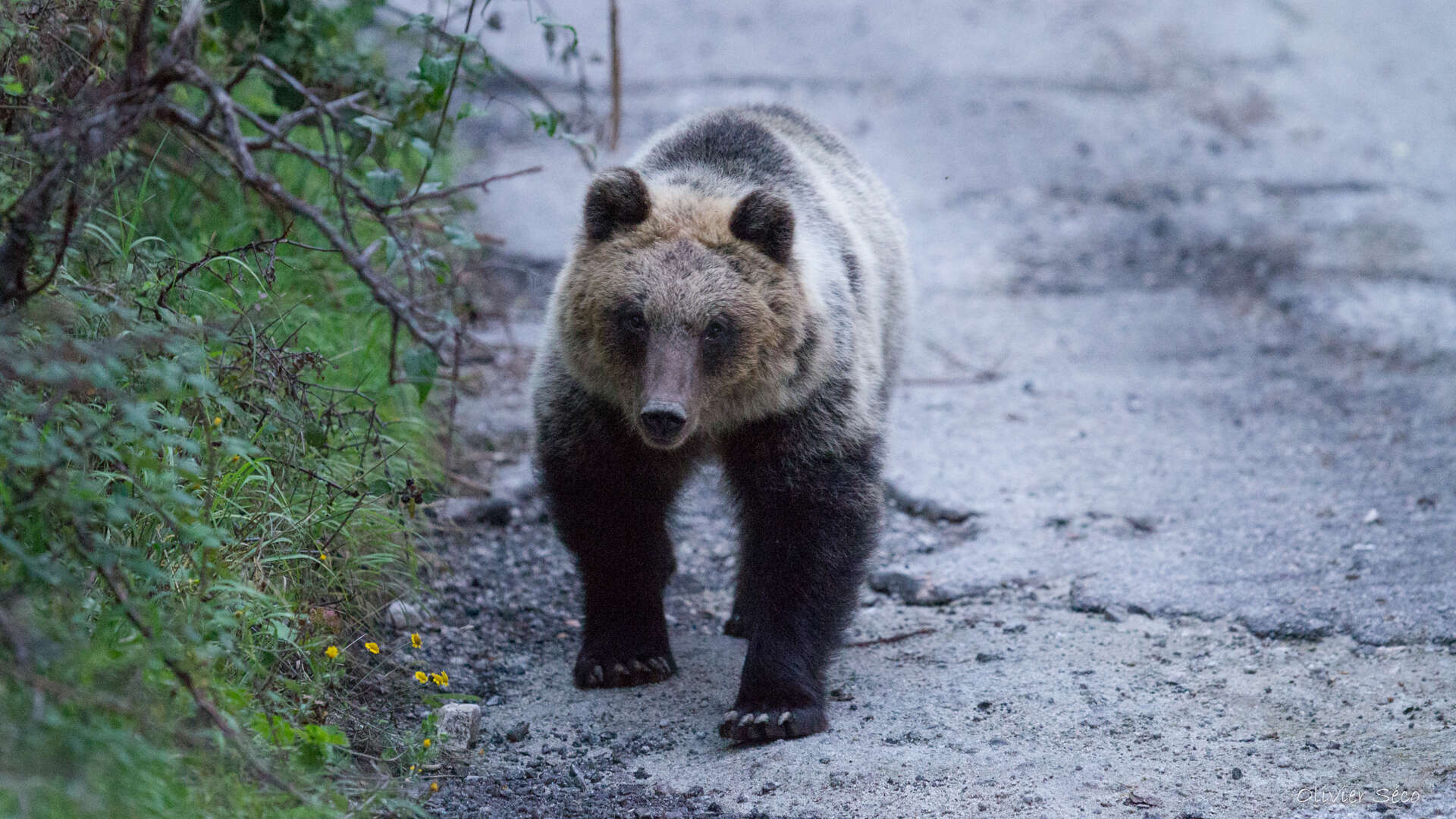 Ours marsicain des abruzzes