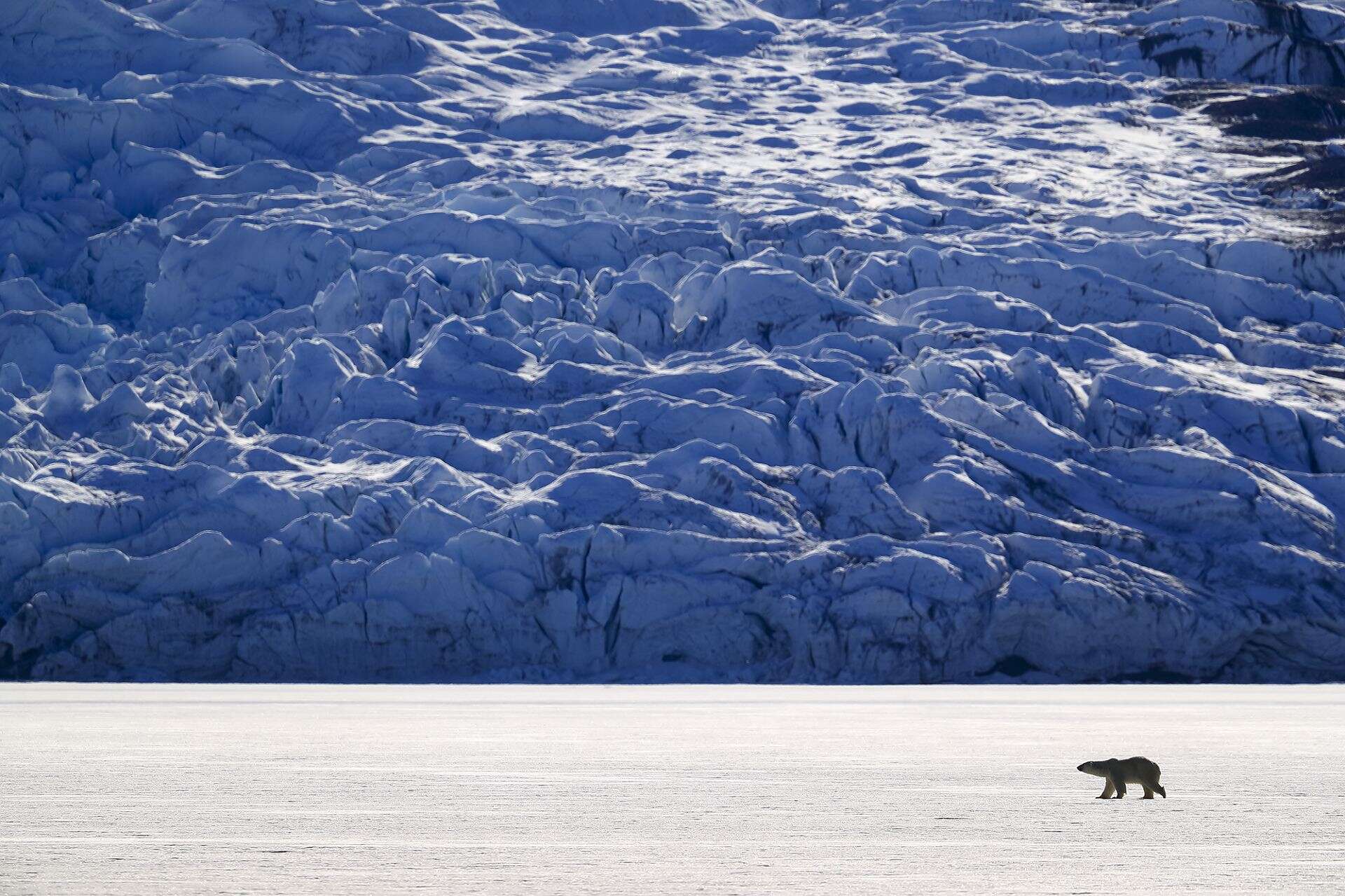 Ours polaire marche devant glacier