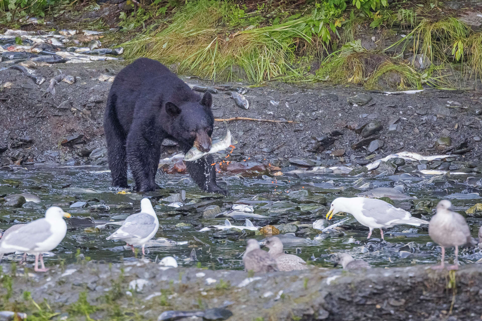 Ours qui pêche du saumon