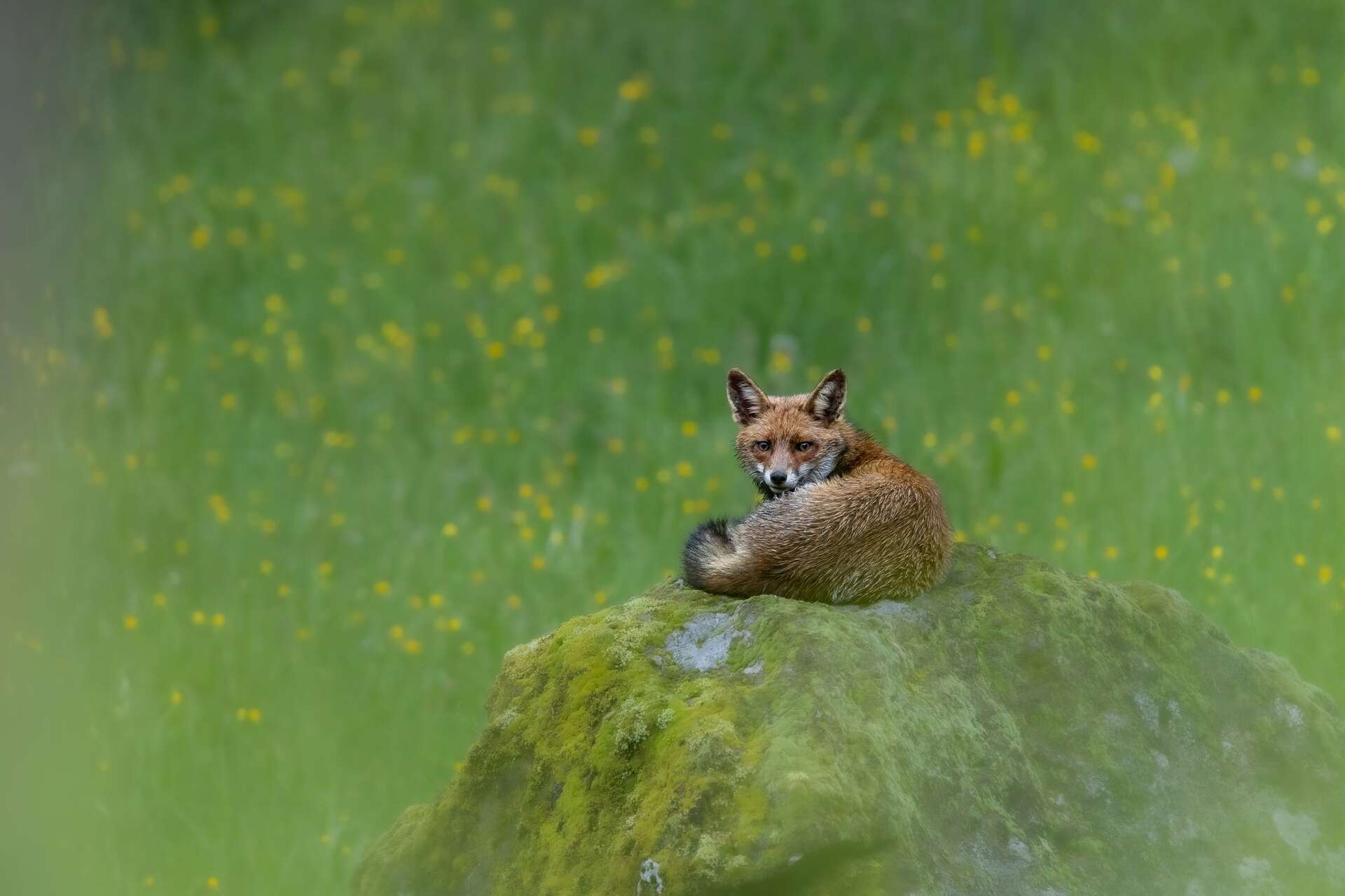 Renard roux sur son rocher