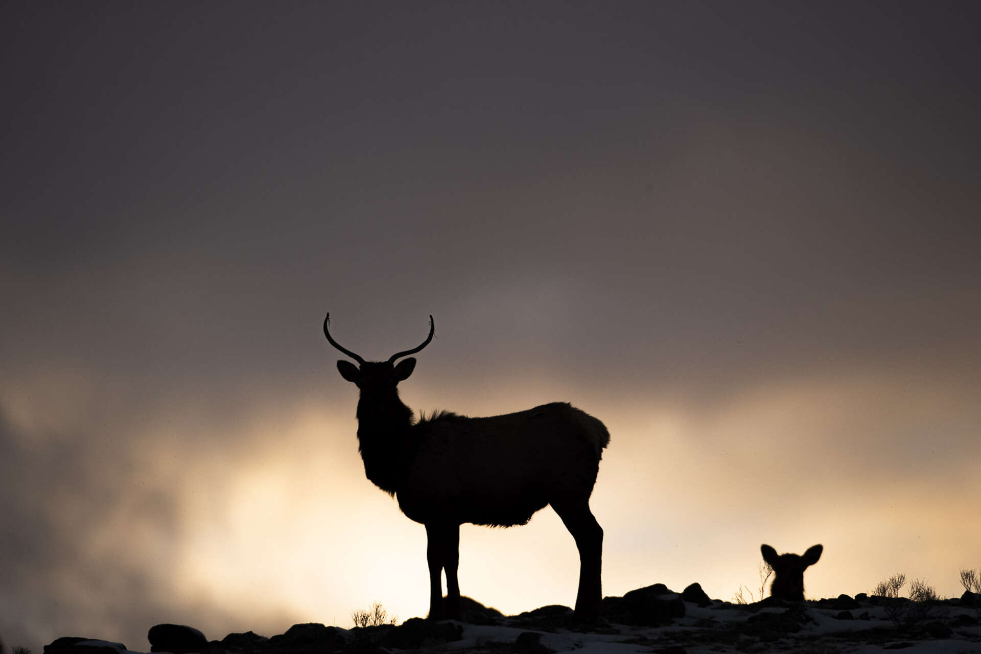 Wapiti en silhouette